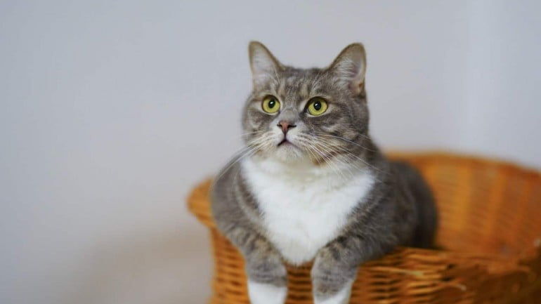 5 comportamentos dos gatos que são considerados estranhos, segundo especialistas.