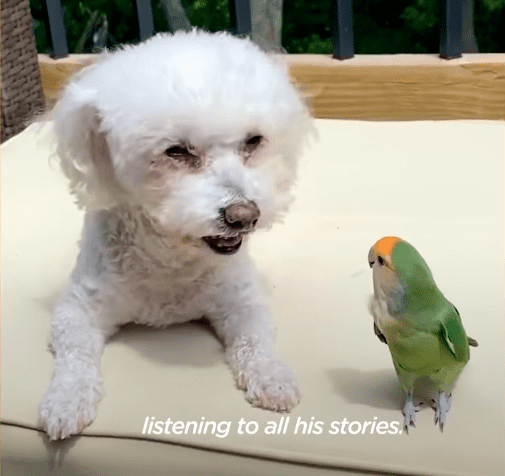 O pássaro amigo com bella