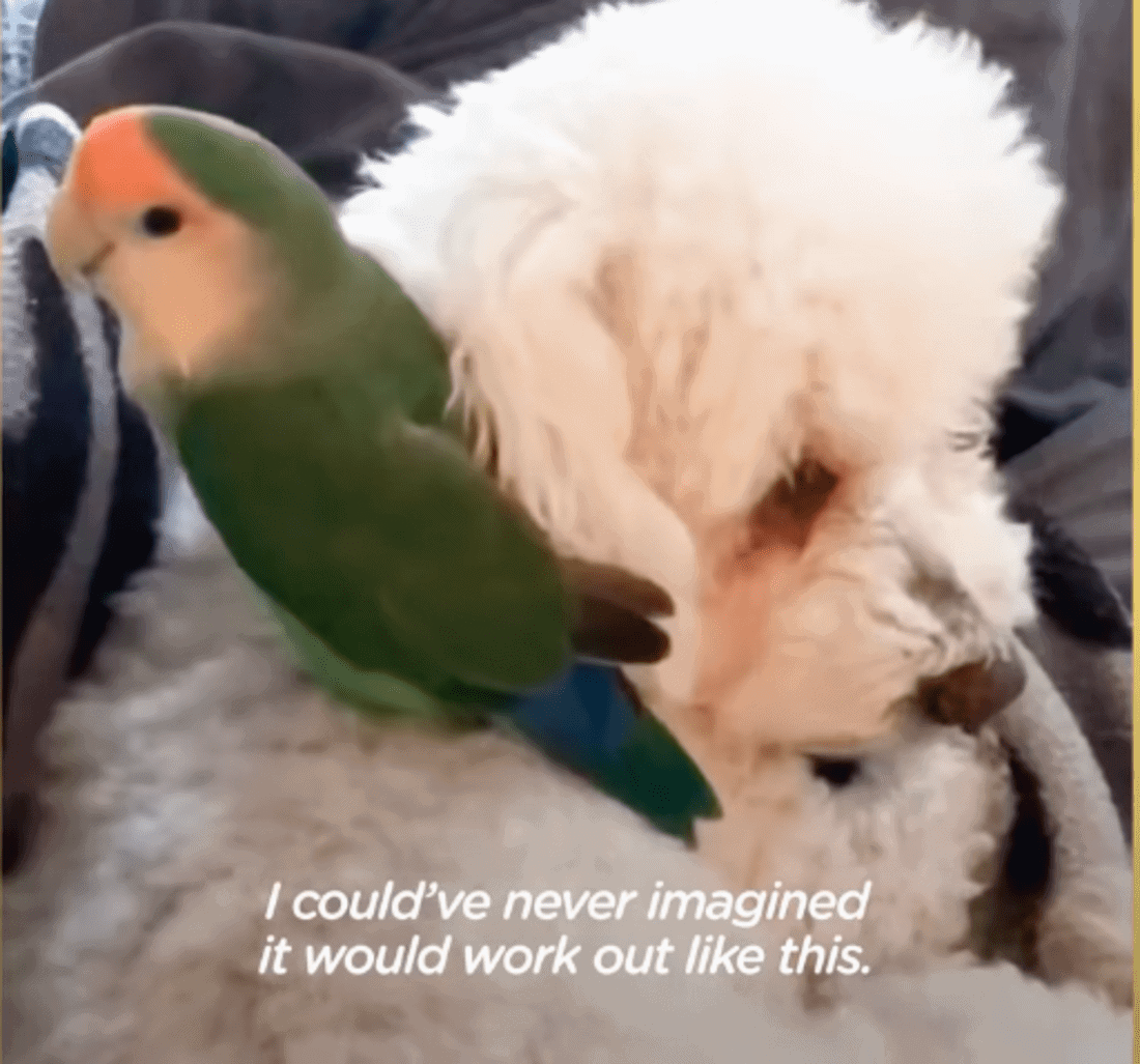 Manga, o pássaro amigo que se tornou a sensação da internet com sua amiga canina.