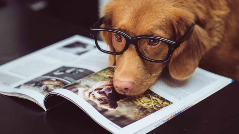 Top 62 cachorros mais inteligentes do mundo, segundo especialistas.