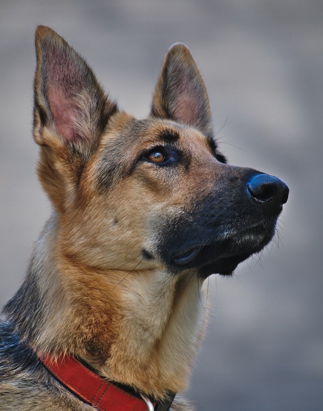 Cachorros mais inteligentes: pastor alemão