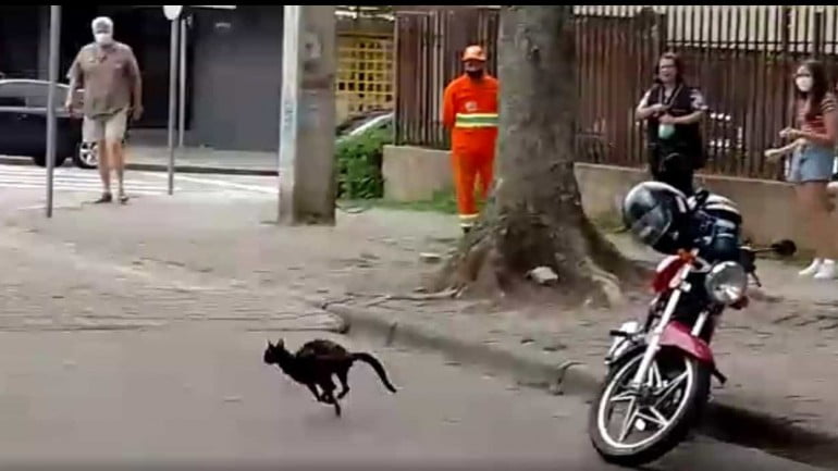 Gato sobe em árvore em Curitiba e mobiliza corpo de bombeiros.