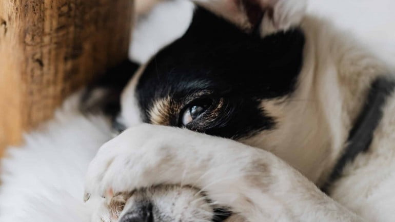 Cachorro mordendo a pata com frequência pode ser um problema? Confira as 3 principais causas.