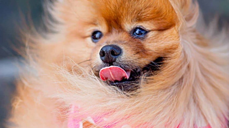 Lulu da Pomerânia: saiba mais sobre 1 das raças de cachorros mais populares do mundo.