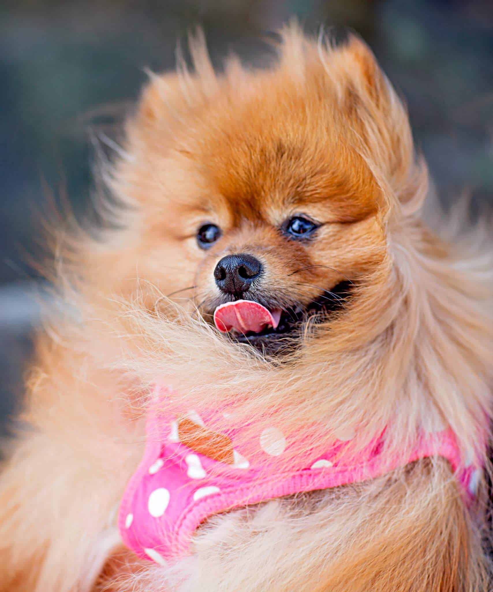 Lulu da Pomerânia: saiba mais sobre 1 das raças de cachorros mais populares do mundo.