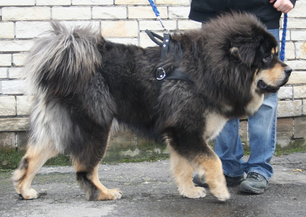 Cachorro que parece urso: mastim tibetano