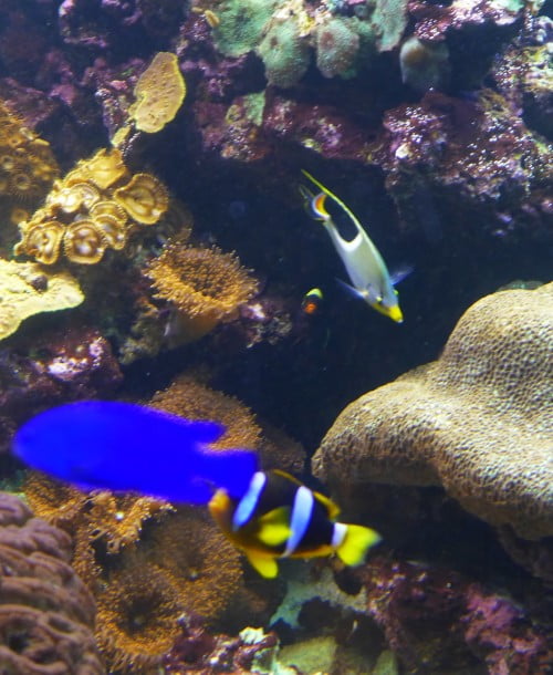 Peixes ornamentais: 5 espécies de água doce para você conhecer.