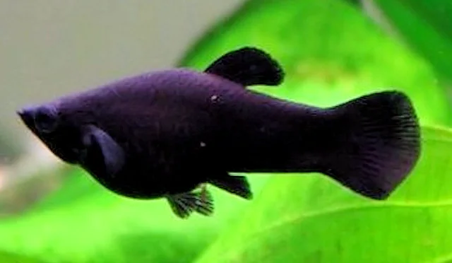 Peixes Ornamentais: Molinésia Black
