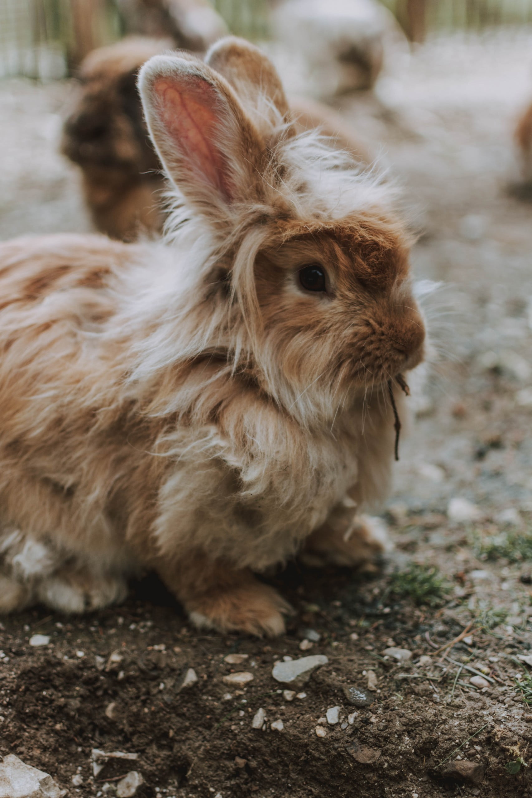 Como cuidar de um coelho? 5 dicas para te-lo como animal de estimação.