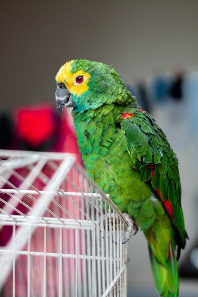 Passarinhos - Papagaio