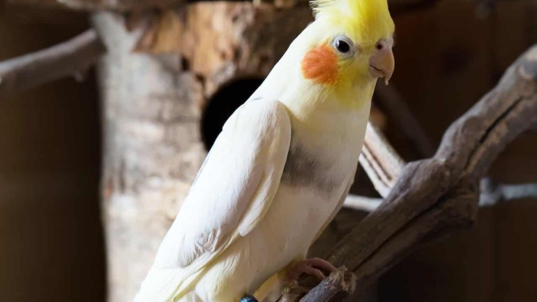 Calopsita: 5 Características e curiosidades sobre esse lindo pássaro