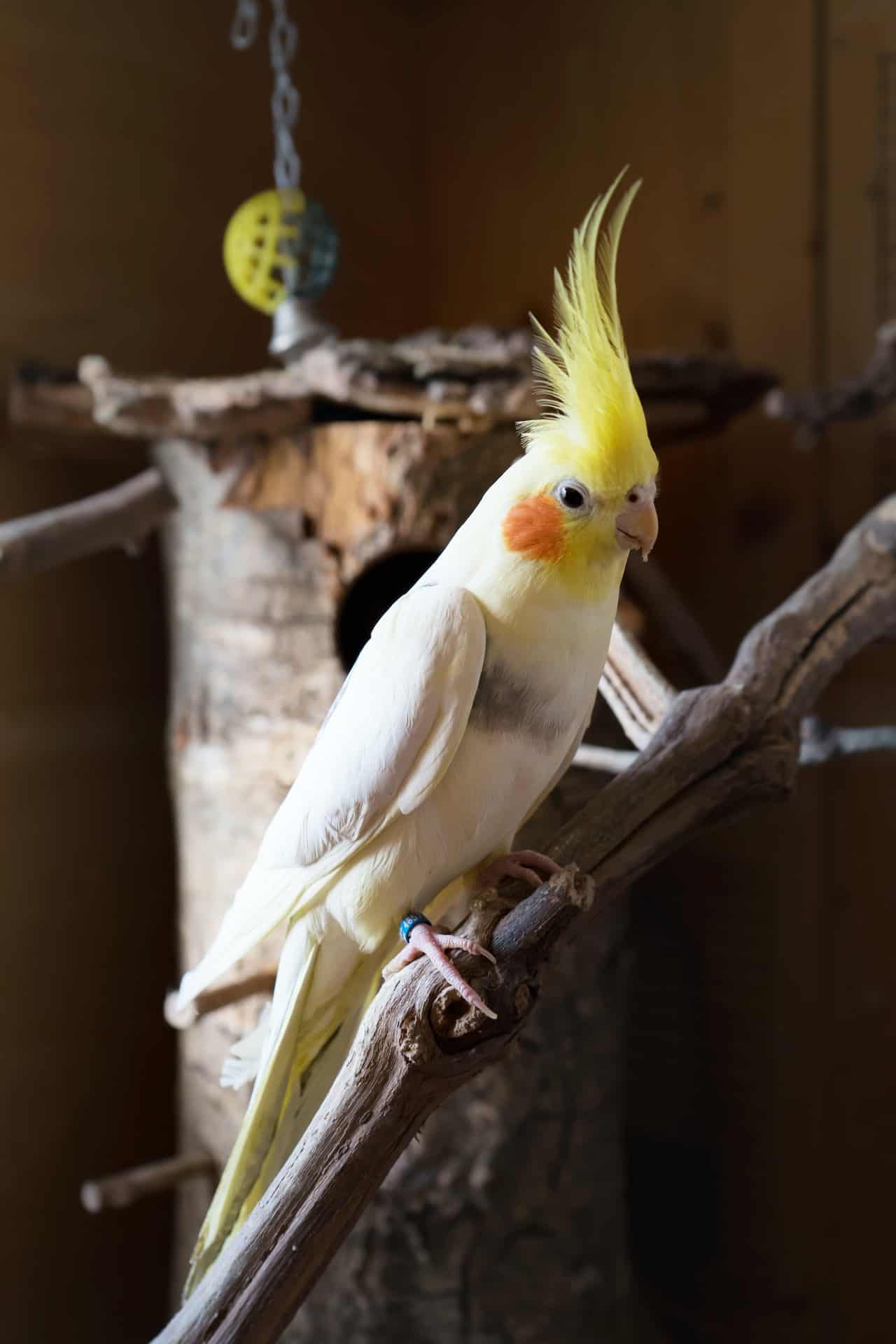 Calopsita: 5 Características e curiosidades sobre esse lindo pássaro
