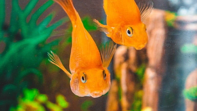 Peixinho Dourado: 05 dicas de cuidados e características.