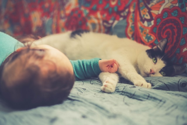 Adaptar seu pet a uma novo bebe.