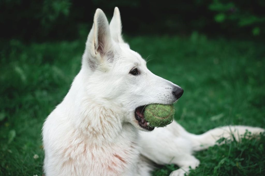 cachorro gosta de bola de tenis